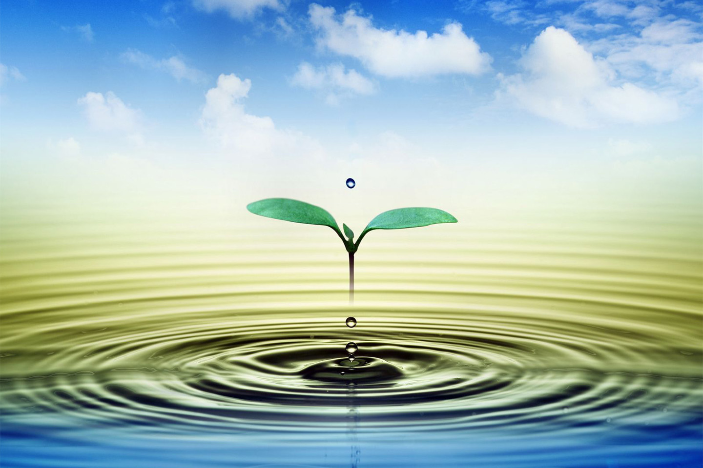 Benefits of Using 100 % Plant-Based Cleaning Products | U Green Clean